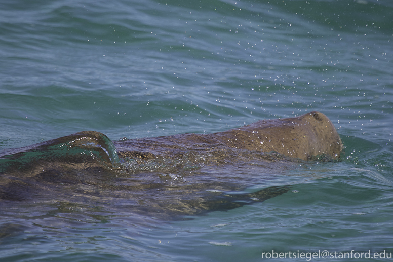 dugong